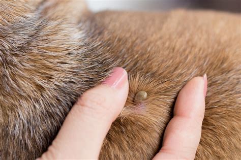 Do Tick Bites Leave Scabs On Dogs