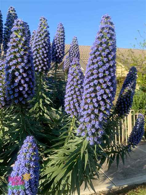 Rare Echium Candicans Flower Discovery Unveiled
