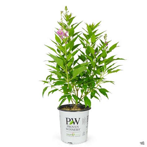 El Nino Desert Orchid Green Acres Nursery Amp Supply