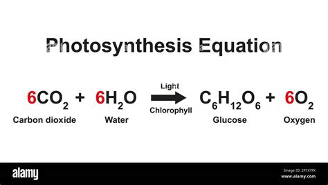Unlocking the Equation for Photosynthesis Secrets