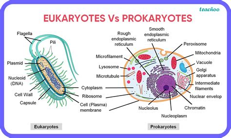 Eukaryote vs Prokaryote: Unveiling the Cell Biology Showdown