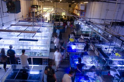 Exotic Saltwater Fish For Sale In Atlanta The Fish Store