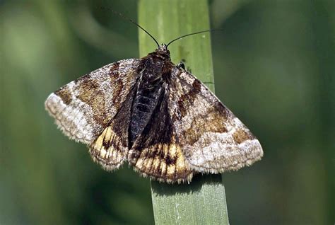 Falter Foto Amp Bild Tiere Natur Wild Bilder Auf Fotocommunity