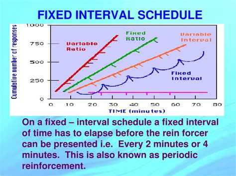 Mastering Productivity with Fixed Interval Schedules