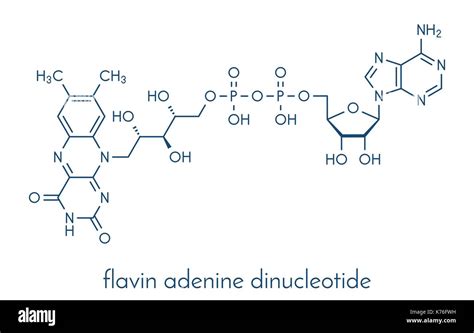Flavin Adenine Dinucleotide: Unlocking Cellular Energy Secrets