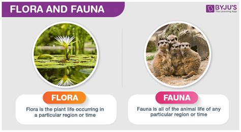 Unveiling the Enigma: Flora Fauna Meaning Explained