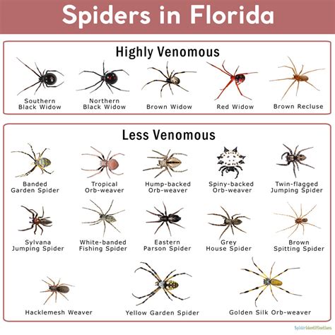 Florida Spider Identification Chart Minimalist Chart Design Florida Spider Identification Chart Minimalist Chart Design