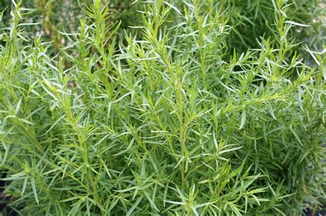 French Tarragon Artemisia Dracunculus Sativa Plant