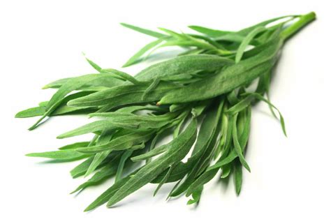 Fresh Tarragon Shop Herbs At H E B