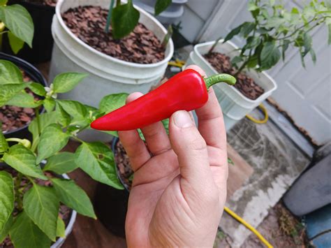 Fresno Chili Heirloom Hot Pepper This Morning R Hotpeppers
