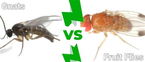 Fruit Flies vs Gnats: Identifying the Tiny Intruders in Your Home