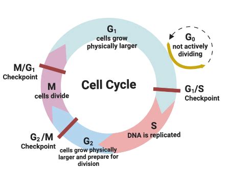 Uncovering the Mysteries of the G0 Phase of Cell Cycle