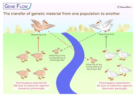Top Gene Flow Example Unveiled: Secrets Revealed!