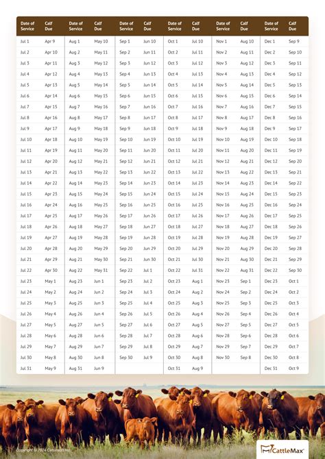 Gestation Period For Cattle