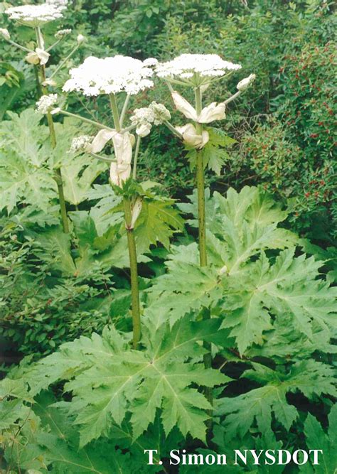 Giant Hogweed And Its Toxic Cousins Poison Control