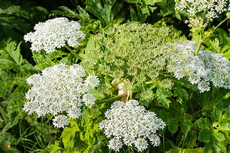 Giant Hogweed And Other Toxic Plants In Defense Of Plants