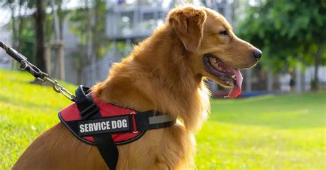 Grants For Service Dogs