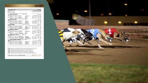 Greyhound Dog Results Greyhound Result Today Greyhound Trainer Charged For Allegedly Feeding Race Dog Alcohol