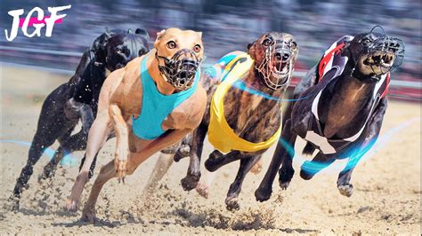 Greyhound Race Dog Racing Competition Youtube