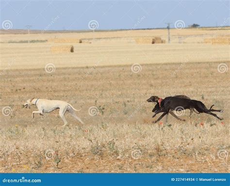 Greyhound Race Fast Dog Domestic Animal Field Hare Hunting Stock Photo