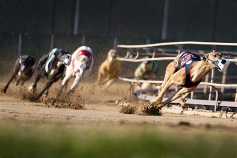 Greyhound Racing Nearing Its End In The Us After Long Slide Chicago