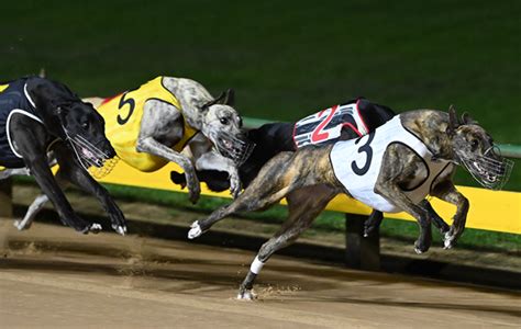 Greyhound Racing Victoria The Best Greyhound Racing News Form Results Replays Grv