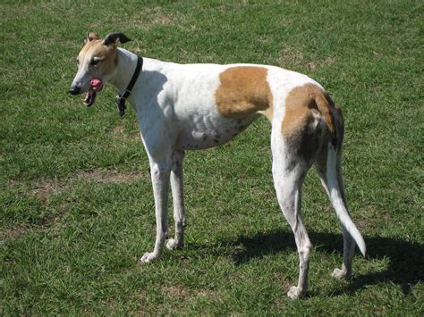 Greyhound Racing Wikipedia