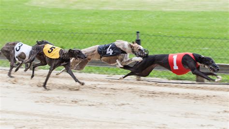 Greyhounds Racing