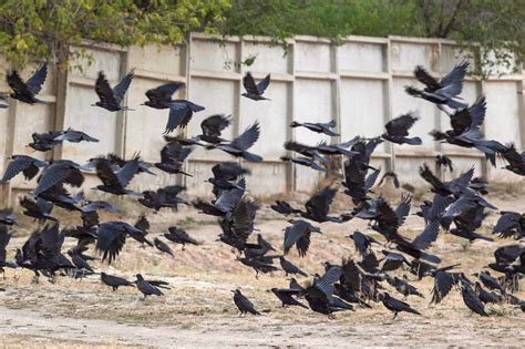 Unveiling Mysteries of the Group of Ravens