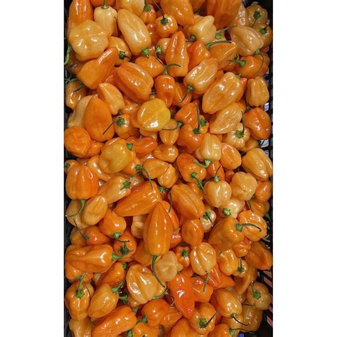 Habanero Peppers 8 Lbs Delivery Or Pickup Restaurant Depot