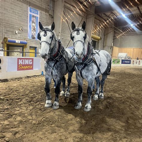 He S A Horse To Contend With Over The Coming Months Shafdar Lands Feature Race On Second Start For Ian Williams Racing Post He S A Horse To Contend With Over The Coming Months Shafdar Lands Feature Race On Second Start For Ian Williams Racing Post