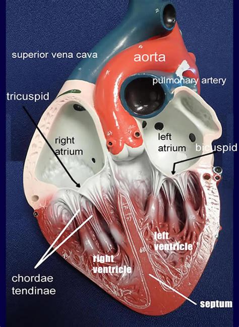 Heart Model Labeled: Anatomy Unveiled