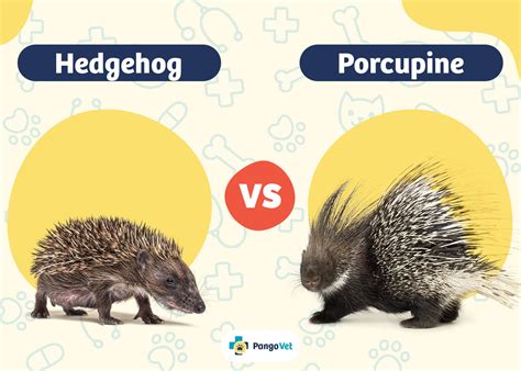 Hedgehog vs Porcupine: Surprising Differences You Didn't Know
