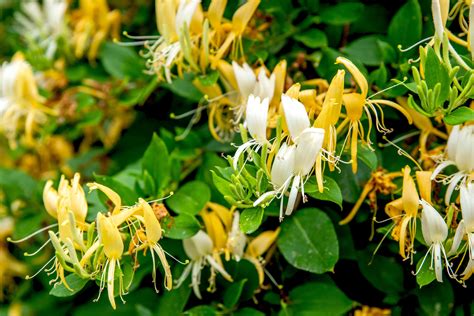Honeysuckle