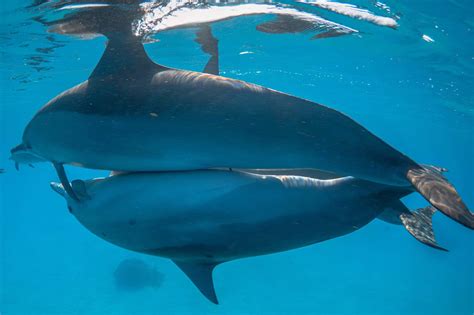Dolphin Mating Secrets Unveiled