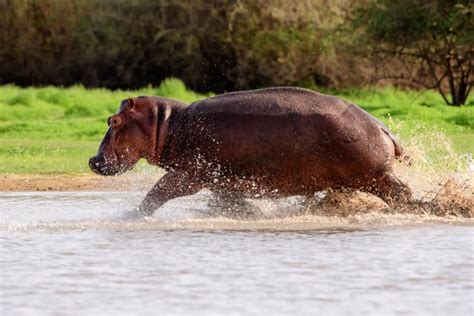 Surprising Speed: How Fast Can a Hippo Run?