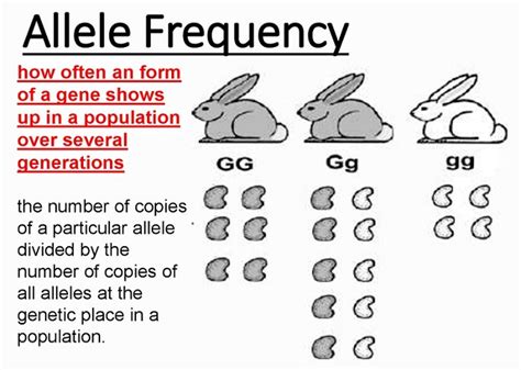 Mastering Allele Frequency: Quick Insight Guide