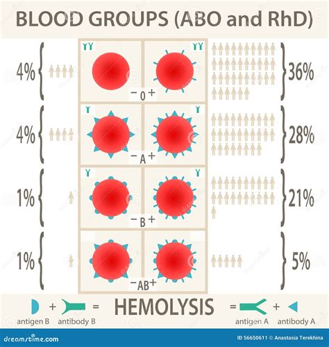 Human Blood Group Systems Abo And Rhd Antigen