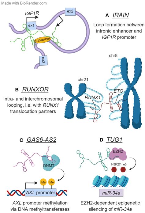 Unlocking the Potential of Irain: A Professional Guide for Beginners