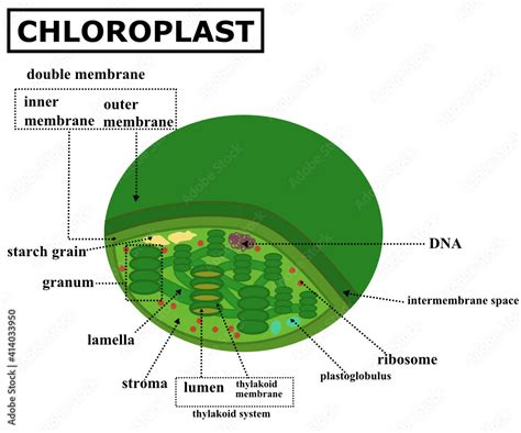 Is Chloroplast An Algae: Debunking Common Myths About Plant Cells