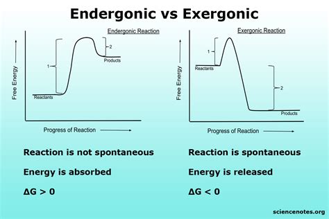Unveiling the Energetic Mystery: Is Photosynthesis Endergonic or Exergonic?