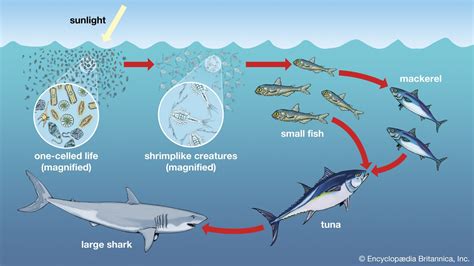 Is Phytoplankton Truly the Ocean's Producer?
