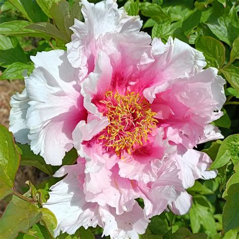 Island Stream Peonies Peoniesislandstream Instagram Photos And Videos