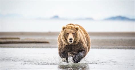 Kodiak vs Grizzly: Surprising Battle Dynamics