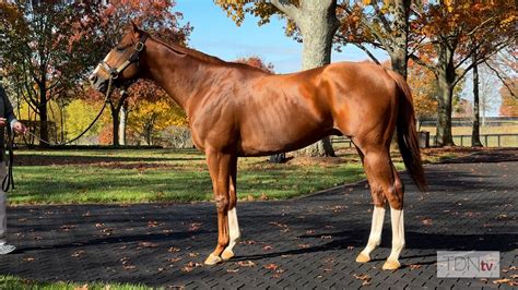Life Is Good Archives Page 5 Of 13 Tdn Thoroughbred Daily News Horse Racing News Results And Video Thoroughbred Breeding And Auctions