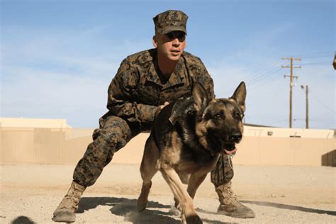 Marine Corps Dog Handler