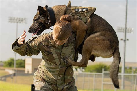 Military Working Dog Handler To Lead Searches In Afghanistan