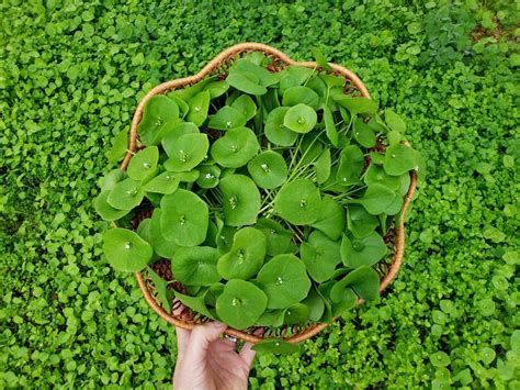 Grow Miner's Lettuce: Wild Edible Secret