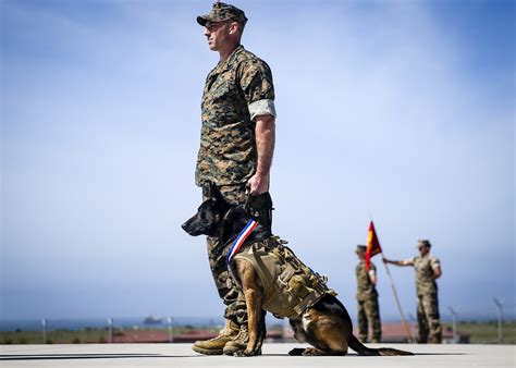Multi Purpose Canine Retires From The Marsoc United States Marine Corps Flagship News Display
