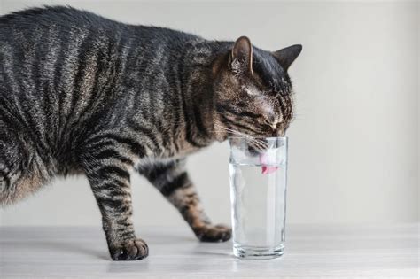 My Cat Is Drinking A Lot Of Water Why